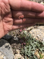 Micranthes aprica