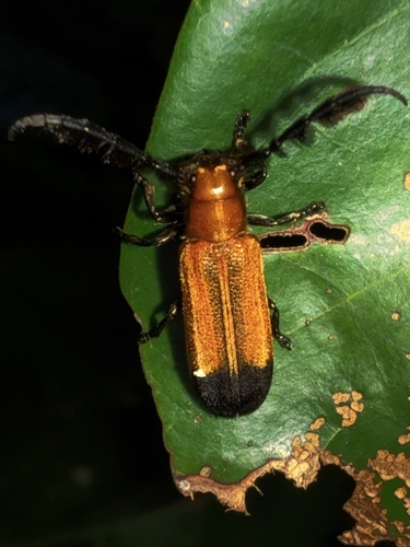 Mystacophorus