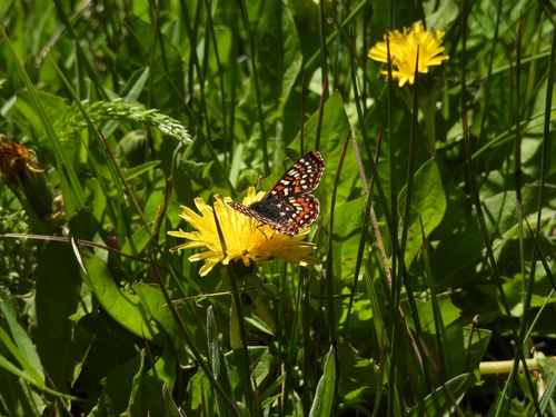 iNaturalist observation photo of Edith's Checkerspot