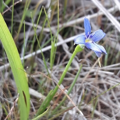 Tecophilaea violiflora