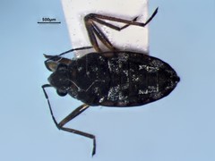 Microvelia americana