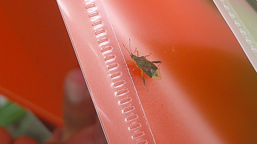 Xenogenus picturatum