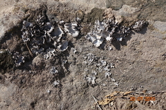 Xanthoparmelia coloradoensis