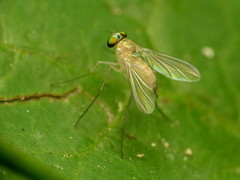 Amblypsilopus dorsalis
