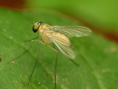 Amblypsilopus dorsalis