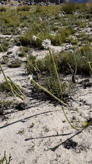 Lachnaea filamentosa