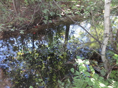 Microvelia americana