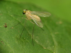 Amblypsilopus dorsalis