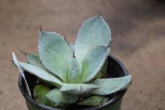 Agave parryi truncata