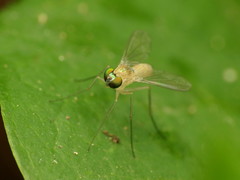 Amblypsilopus dorsalis