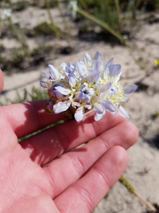 Lachnaea filamentosa