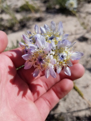 Lachnaea filamentosa