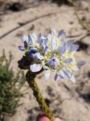 Lachnaea filamentosa