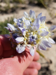 Lachnaea filamentosa