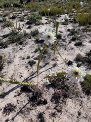 Lachnaea filamentosa