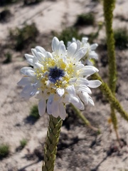 Lachnaea filamentosa
