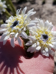 Lachnaea filamentosa