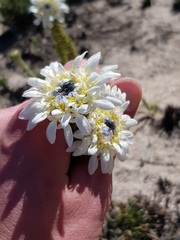 Lachnaea filamentosa