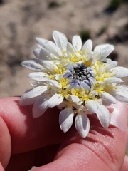 Lachnaea filamentosa