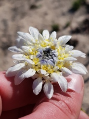 Lachnaea filamentosa