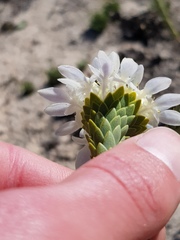 Lachnaea filamentosa