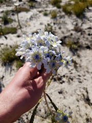 Lachnaea filamentosa