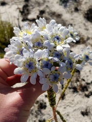 Lachnaea filamentosa