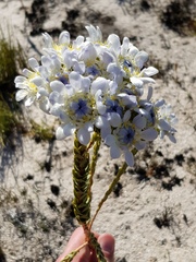 Lachnaea filamentosa