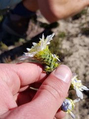 Lachnaea filamentosa