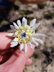 Lachnaea filamentosa