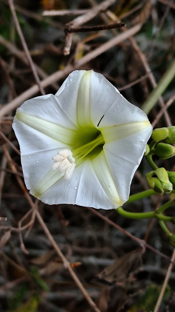 Campanilla peluda