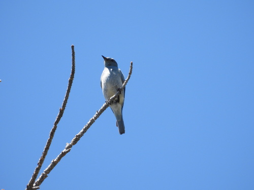 iNaturalist observation photo of Mountain Bluebird