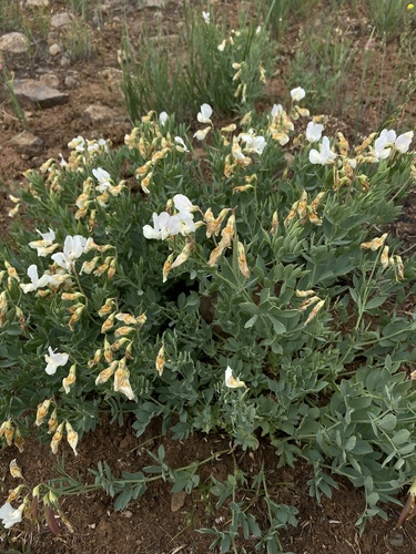 Stiff Pea (Lathyrus rigidus)