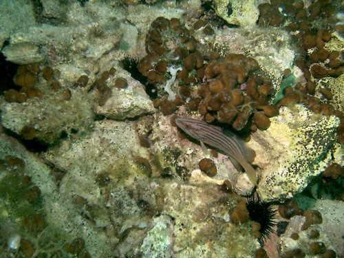 Epinephelus costae
