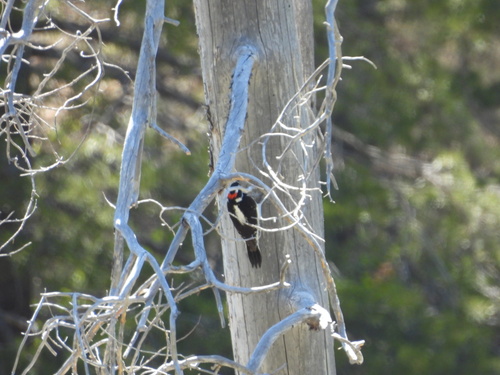 iNaturalist observation photo of Pied woodpeckers and allies