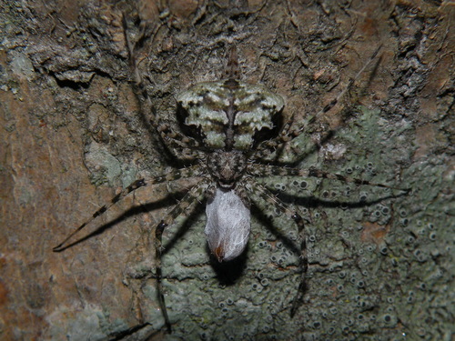 长纺蛛科长疣蛛科