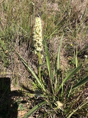 Echiostachys incanus