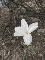 Zephyranthes chlorosolen
