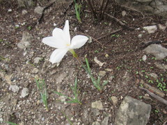 Zephyranthes chlorosolen
