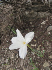 Zephyranthes chlorosolen