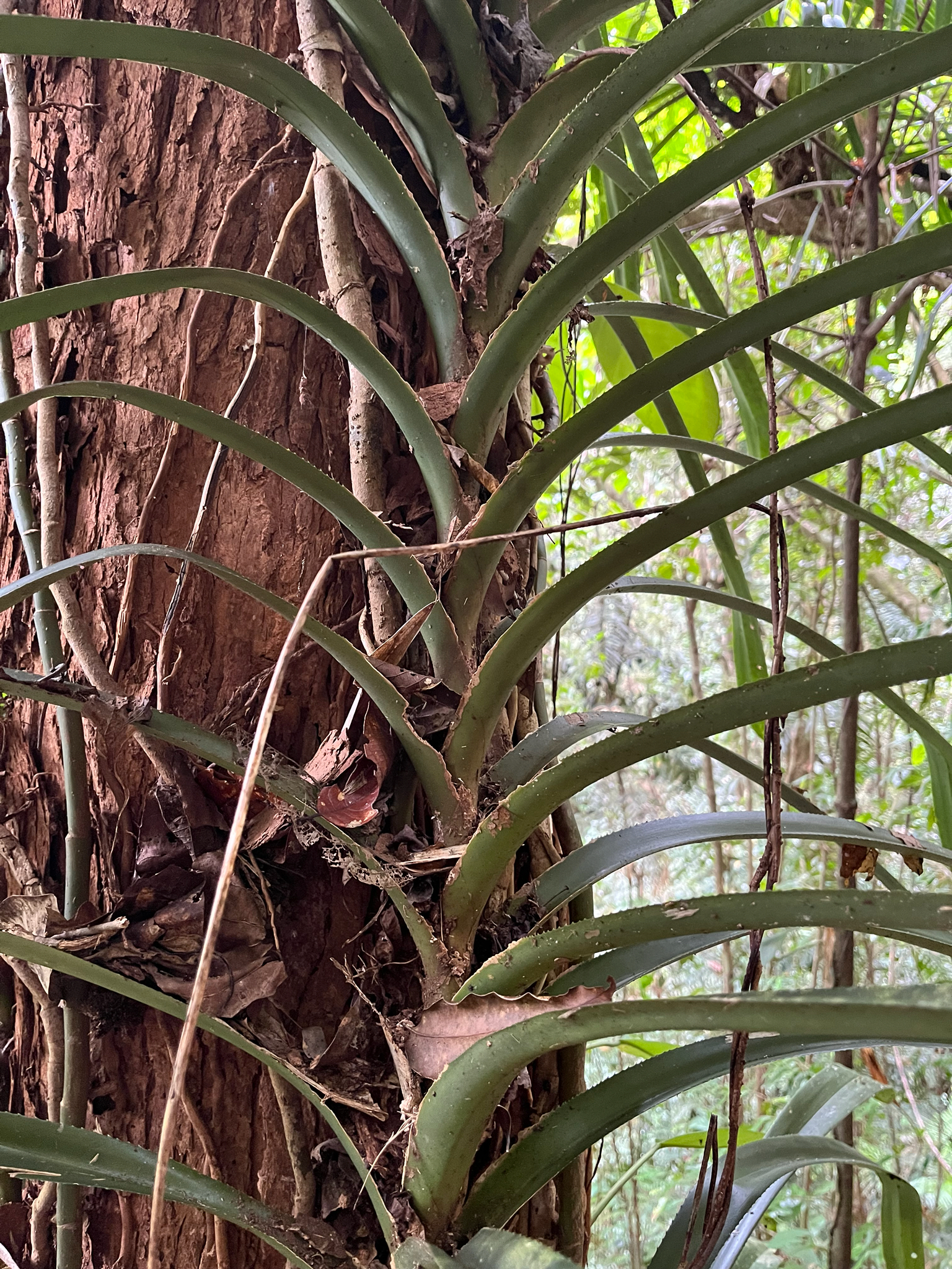 Freycinetia marginata