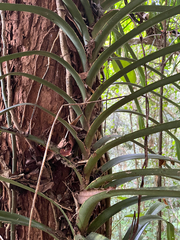 Freycinetia marginata