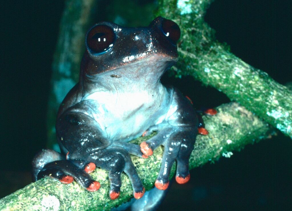 Hidden Stream Treefrog