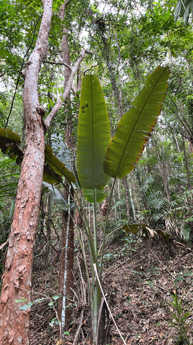 Ravenala madagascariensis