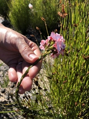 Adenandra uniflora