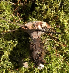 Hydnellum scrobiculatum