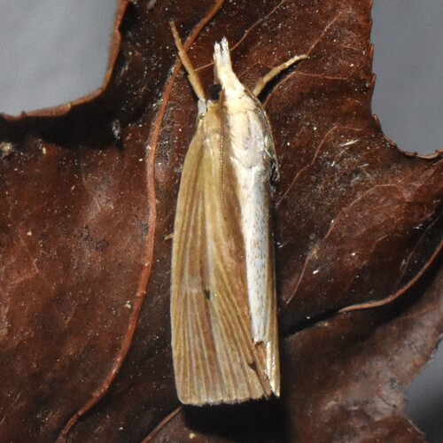 Epina alleni photo 4