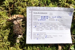 Hydnellum scrobiculatum