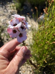 Adenandra uniflora