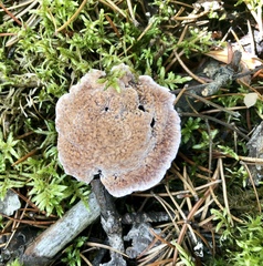 Hydnellum scrobiculatum